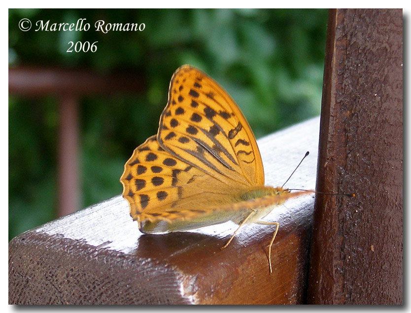 Insetti del Parco Adamello Brenta (TN): immagini e appunti